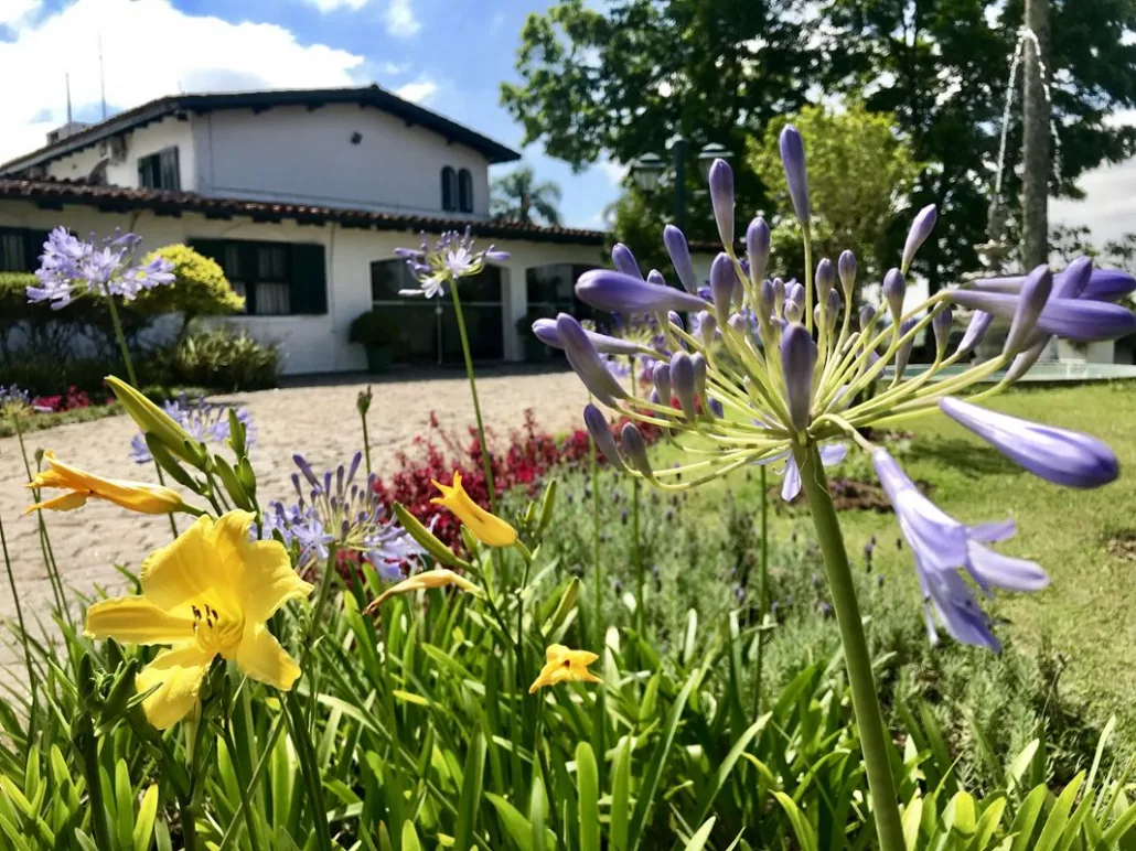 Canteiro de flores amarelas e lilases diante da casa